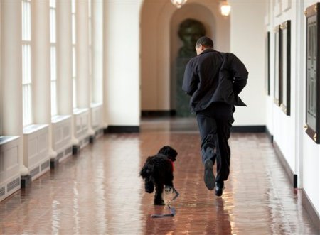 Bo and Barack in the White House